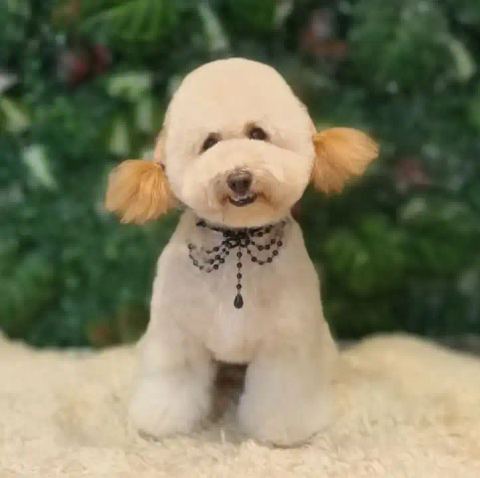 Perro recién arreglado en Dogs and the City