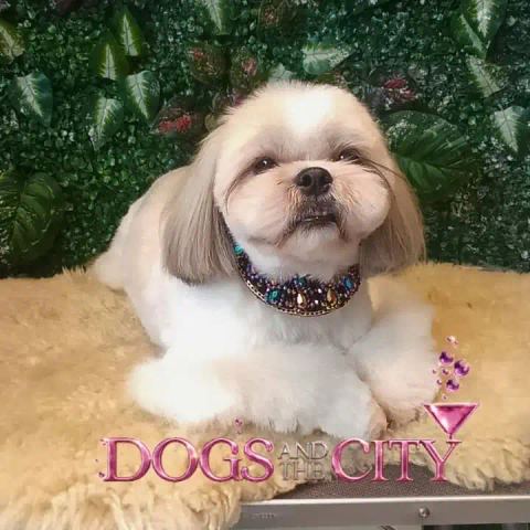 Trabajo de Dogs and the City