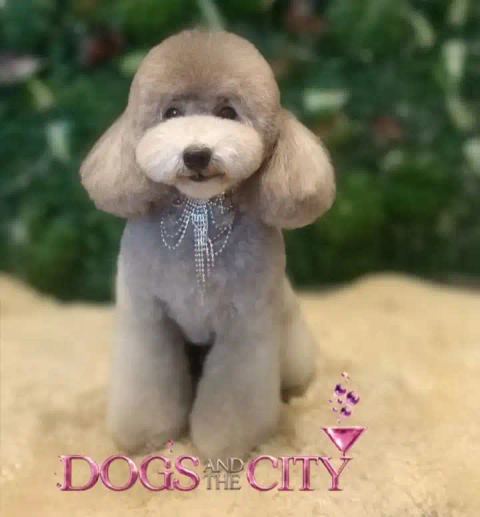 Trabajo de Dogs and the City