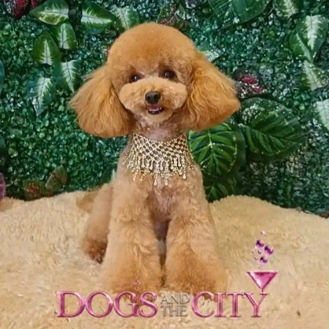 Trabajo de Dogs and the City