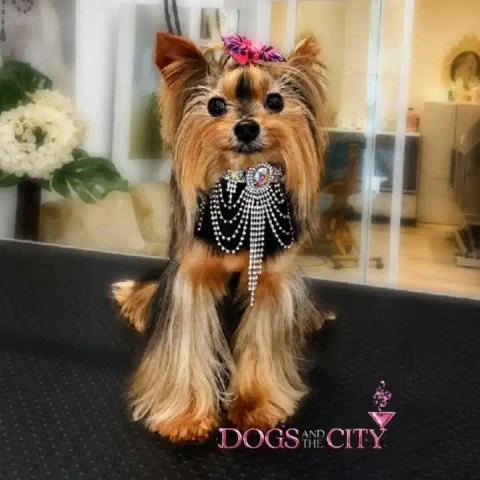 Trabajo de Dogs and the City